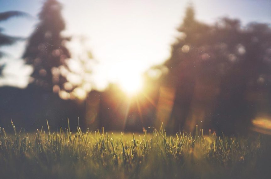 Dewy grass bathed in morning sunlight